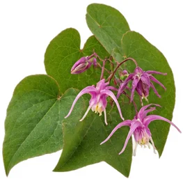 Horny Goat Weed — Hard King ingredient